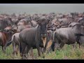 Africa Slideshow - Kilimanjaro Safari Zanzibar