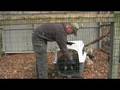videos de Eurasian Griffon Vulture Arrives at Green Chimneys