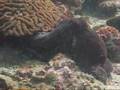 Diving Phi-Phi 2004