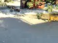 pitbullhasky
