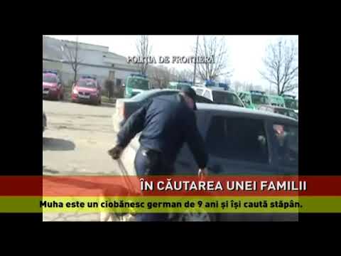 Muha își caută un stăpân
