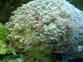 Showpeice sized Frogspawn Showpeice sized Frogspawn