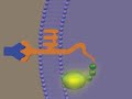Signal Transduction
