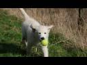 Molly the Golden Retriever Puppy Molly the Golden Retriever Puppy