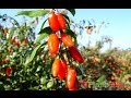 Goji Berry Plantatie Ningxia Tibet Himalaya
