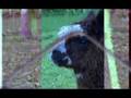 I Will Try by THE ROBBA - NZ Official Music Video - ACoustic RAP ROCK
