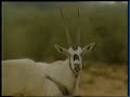 Oryx-buck drinks pee and hump.