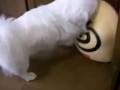 ぱこたんvs.もばゆび