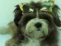 videos de shades