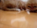 Exotic cat  Kittens