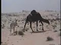 Friendly Saudi Camel