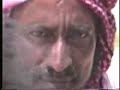 Friendly Saudi Camel