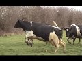 Born to Graze Born to Graze