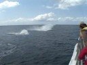 Highlights from Amaroo Cruises