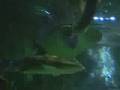 default Cheap Underwater Camera