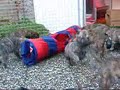 pups fien 6 weken