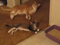 Copy Cat