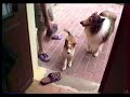 Mes colleys ? Des chiens tr�s malheureux !!!
