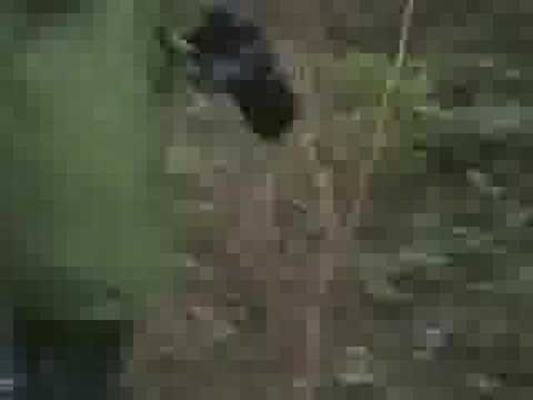 Strange Humanoid Encounter