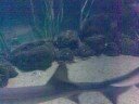 Acquarium O Grove