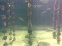 Acquarium O Grove