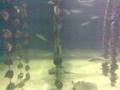 Acquarium O Grove