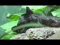 Click here to watch this video The Bronx Zoo- April 17th, 2012: Jungleworld- Black Leopards Resting