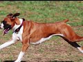 pip the boxer