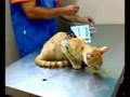 Simba en el veterinario