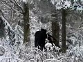 NH Moose  Baby