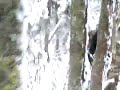NH Moose  Baby