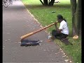 [ethnic music] didgeridoo busker - alexanderplatz berlin (de) europe........alan dargin is a didjeridoo player from arnhem land, australia. he started learning the instrument at age five, being taught by his grandfather. his signature instrument is over a hundred years old and is made from an extinct species of eucalyptus known as the bloodwood tree.

he has performed on the streets of sydney and with the london symphony orchestra at royal albert hall, as well as many other locations in the united states, japan, and europe. he has also had roles in several movies, of which the adventures of priscilla: queen of the desert is probably the best known.

dargin holds a degree in science from the university of toronto.......actor:

    * 1990s
    * 1980s

   1. heaven's burning (1997) .... rasta #1
   2. the adventures of priscilla, queen of the desert (1994) .... aboriginal man

   3. howling iii (1987) .... tracker
      ... aka howling iii: the marsupials
      ... aka the marsupials: the howling iii (uk)
   4. the fringe dwellers (1986) .... bruce
   5. stanley: every home should have one (1984) .... bobby
   6. chase through the night (1983) (tv) .... bindaree