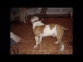 LOve My Dogs