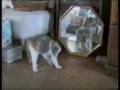 Chats marrants