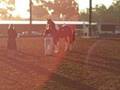 videos de MoonRiver Hunter Breeding