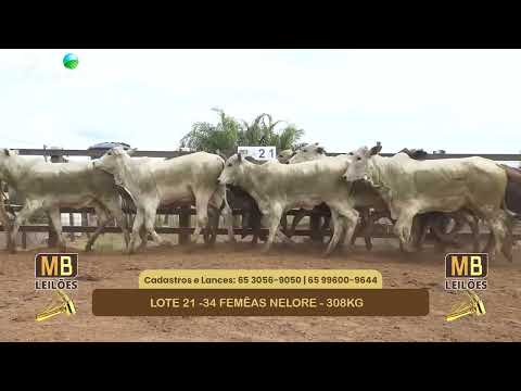 551� LEIL�O VIRTUAL MB LEIL�ES