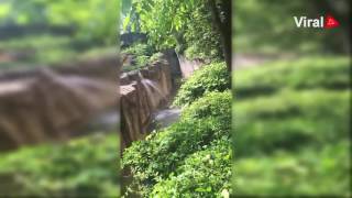 Cincinnati Zoo gorilla Massive Footage