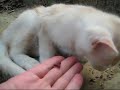 向麻山の猫3