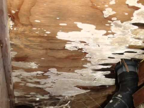 how to kill dry rot fungus