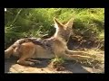 African animals and people
