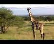 African animals and people