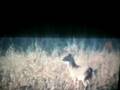 videos de Kansas Buck 2