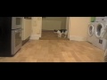Tiggy the talking hello Cat says I love you