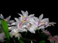 Christmas flowers