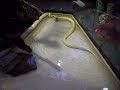 Python in Ouwehands Zoo Python in Ouwehands Zoo