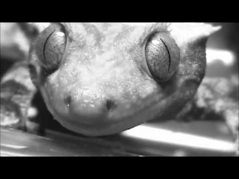 YouTube reptile video