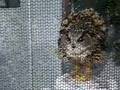 Owl vs Chiken!!
