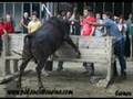 Viver - Toros 07