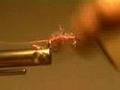 N.E.W. FLIES - BI-LOBIAL SCUDS & SOW BUGS