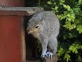 300FPS Casio EX-F1 CAMERA TEST - Squirrel 001